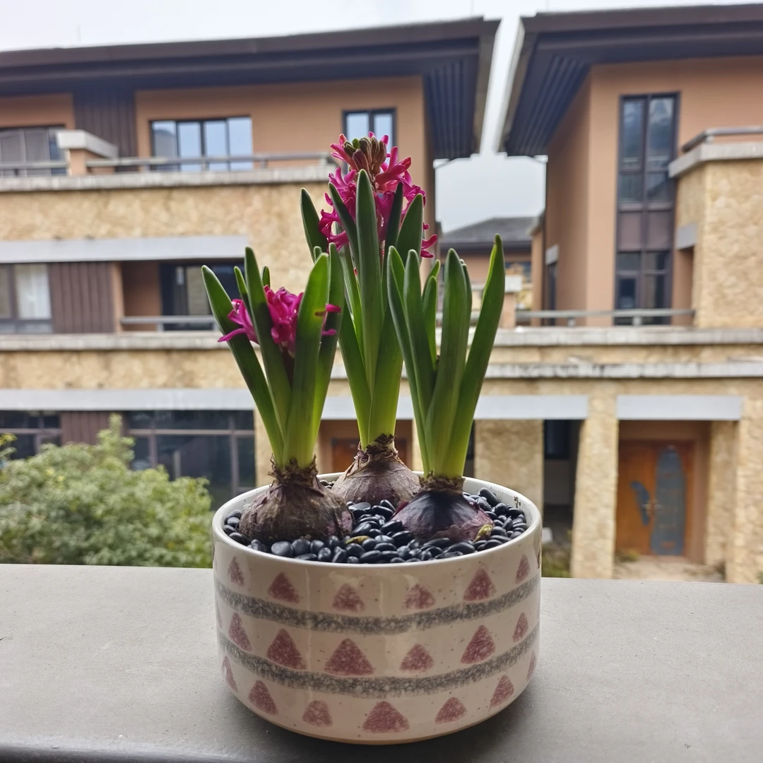 盆栽风信子水培植物幼儿园种球冬季土培耐寒室内室外四季好养花卉