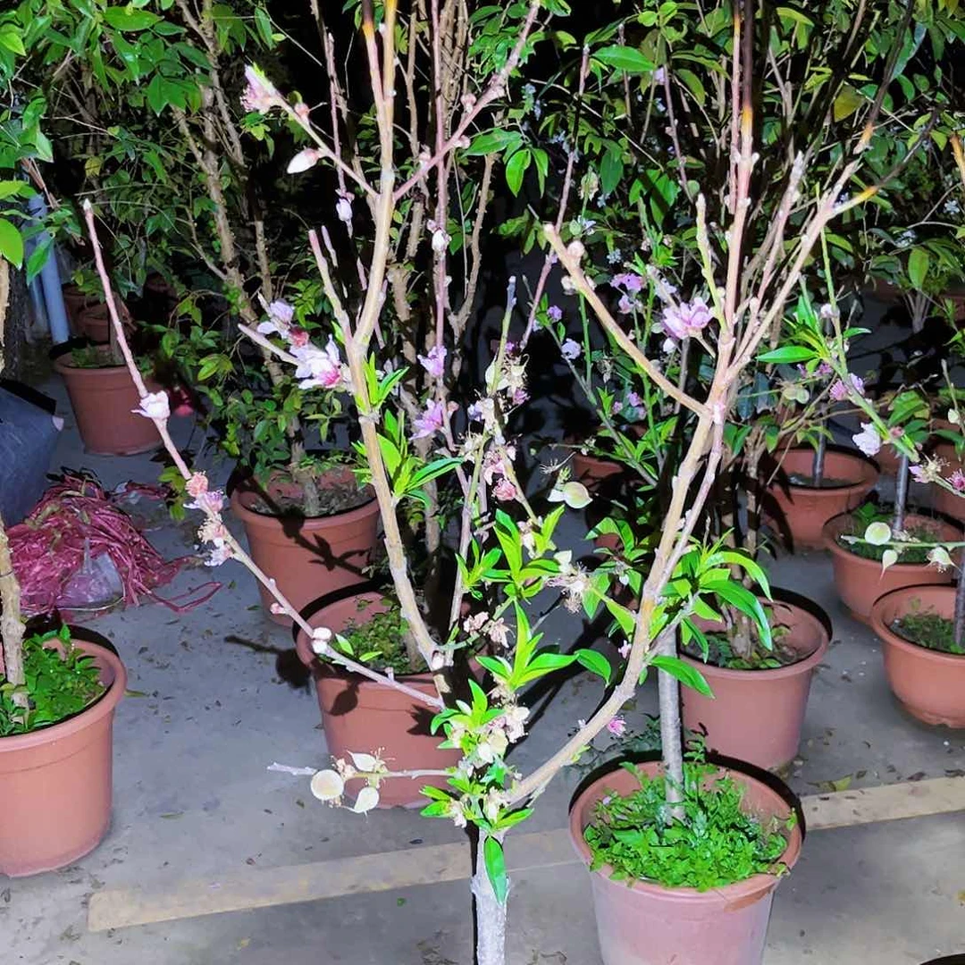 三**.果苗。果苗。果苗6666