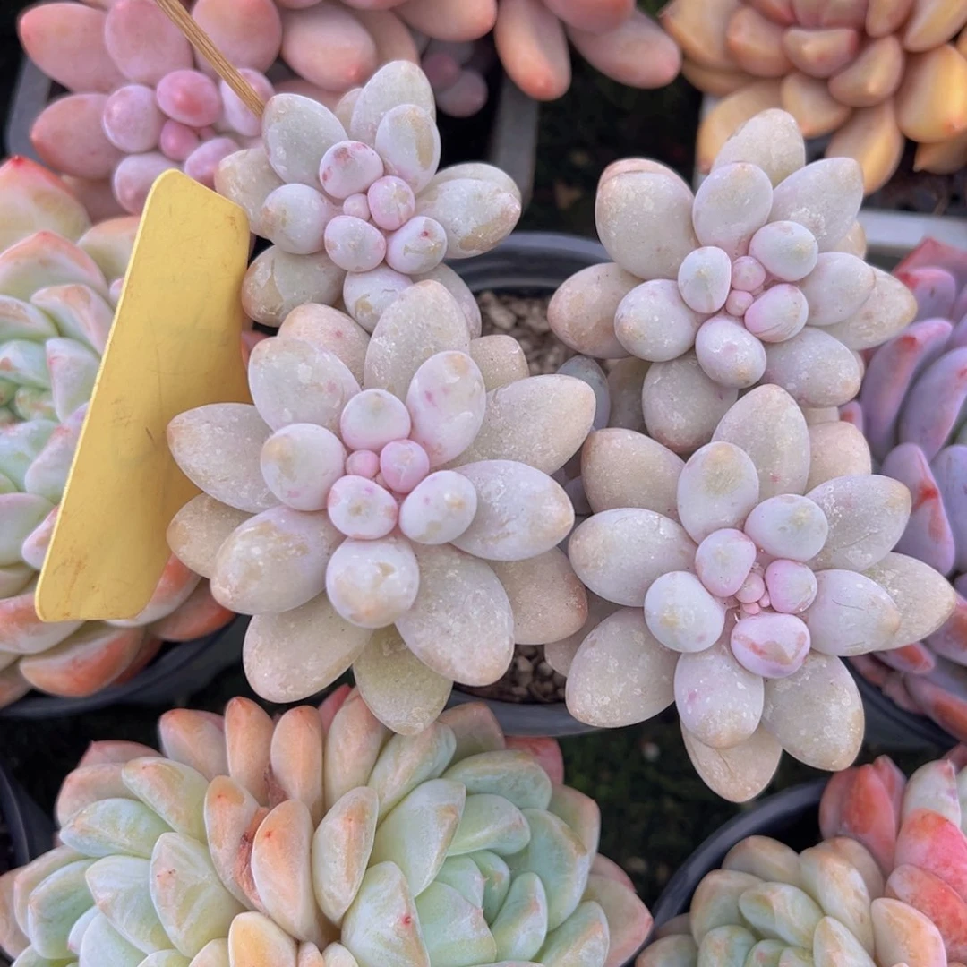 香玉的故事是一个人的故事吗