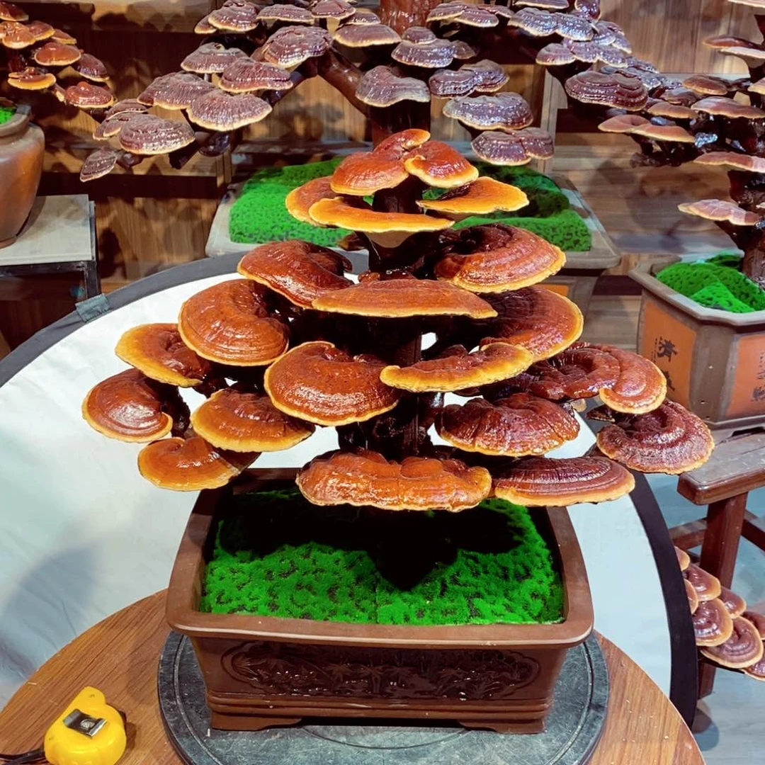 开****荣发财树发财树发财树