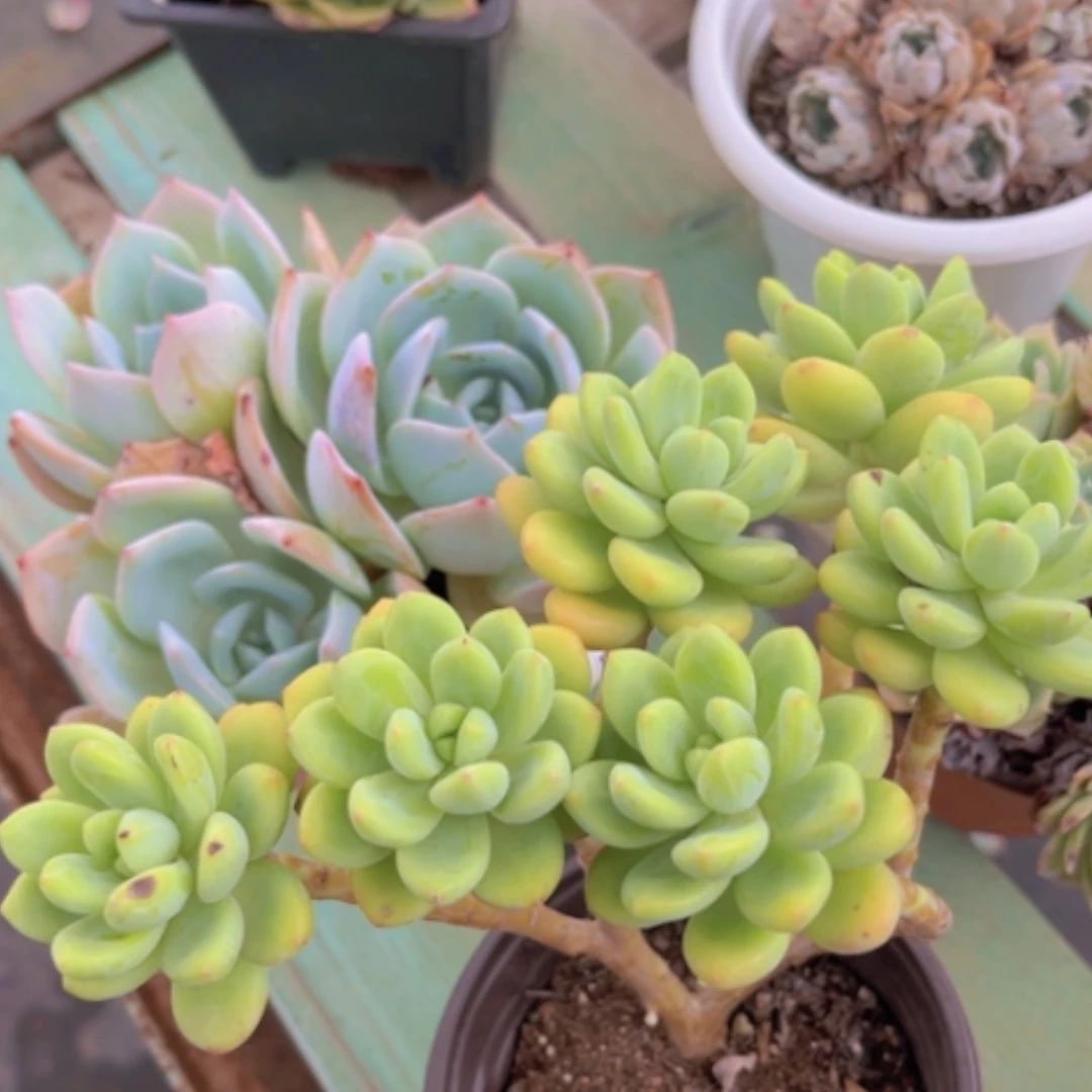 【闪购商品】香格里拉朵朵缀0766