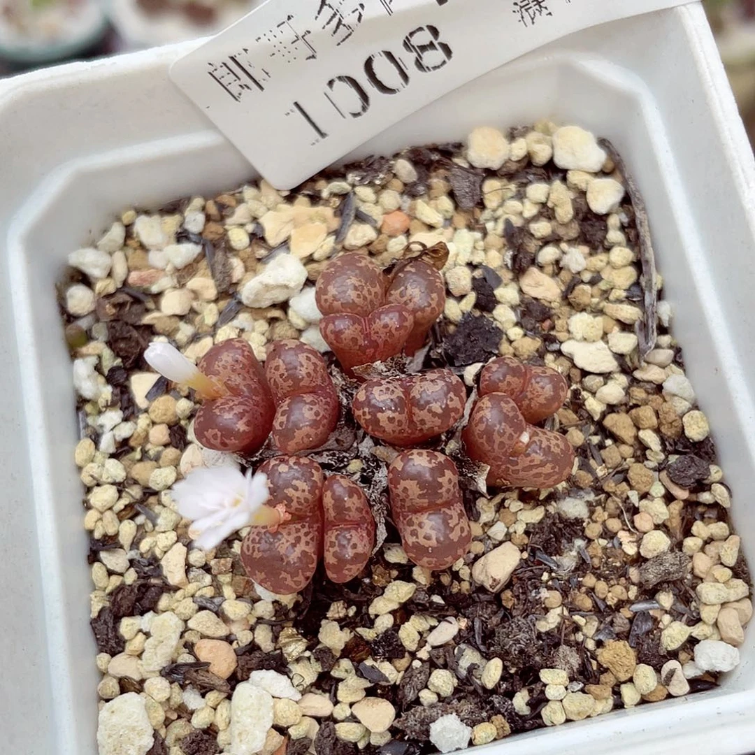 生石花满18包邮1008-449