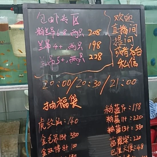 海水鱼蓝吊4+观赏鱼