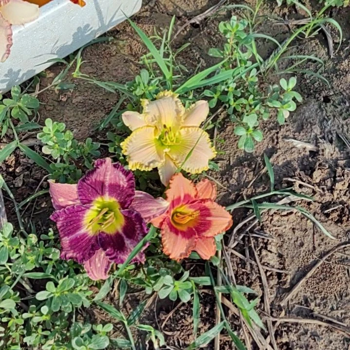 完全开放番茄草莓香草