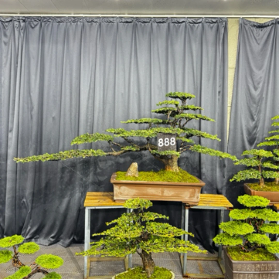 原生老桩罗汉松迎客松盆景用于庭院酒店别墅办公室装饰寓意长寿