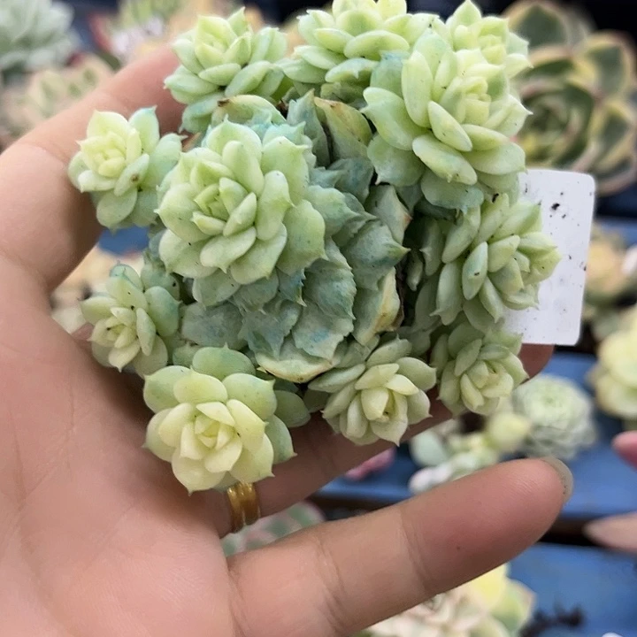 326静夜锦群多肉植物
