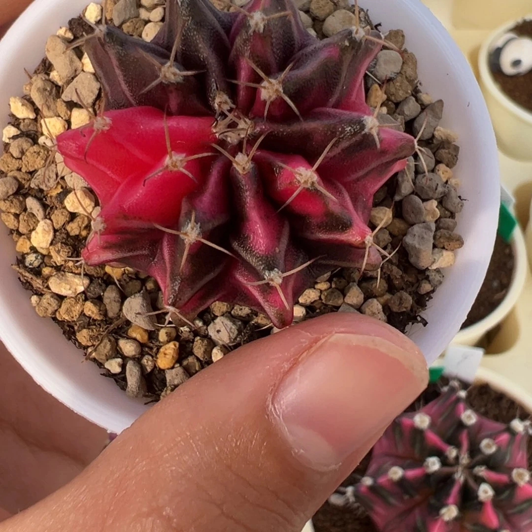 383 好看的米哈冲冲冲