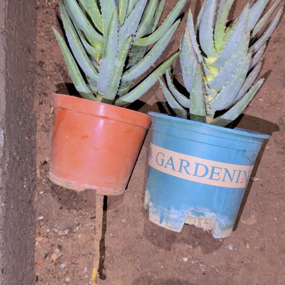 块根植物块根植物
