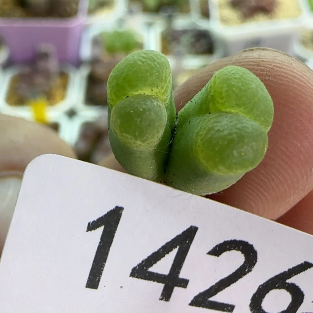 【闪购商品】不***轻14265 编号1810.1