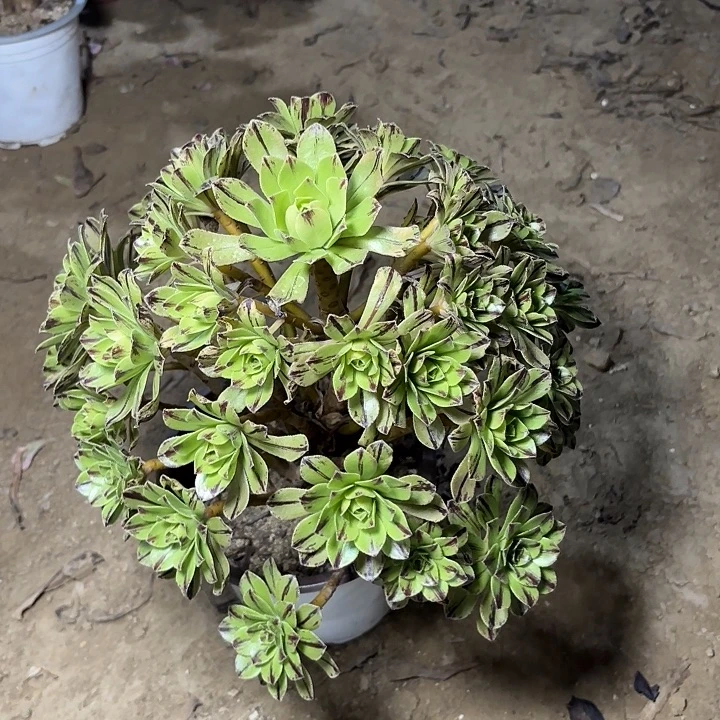 果***妈多肉植物法师必火19