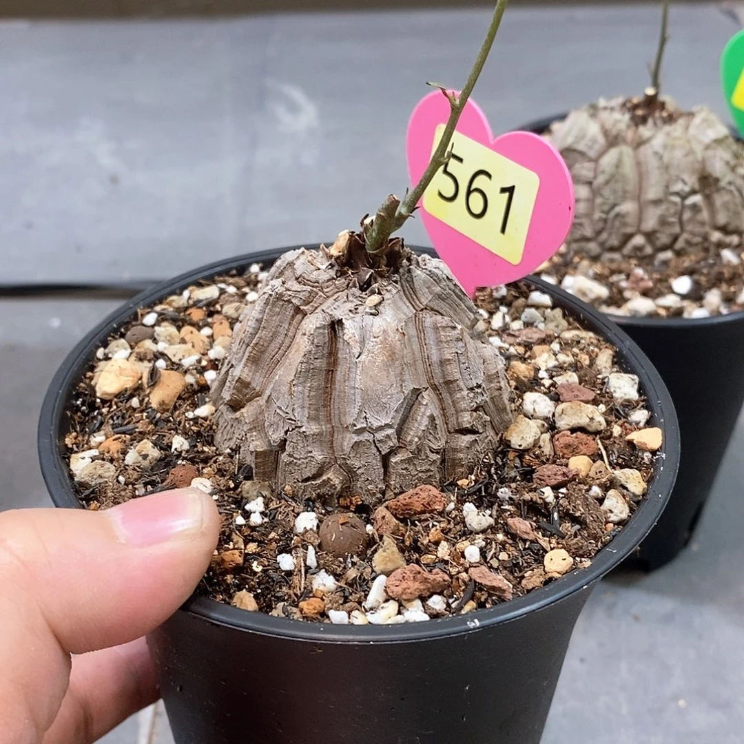 南非龟甲龙龟甲龙