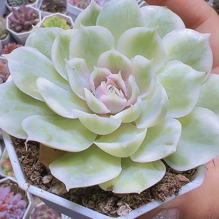 昂斯诺锦19包邮多肉植物