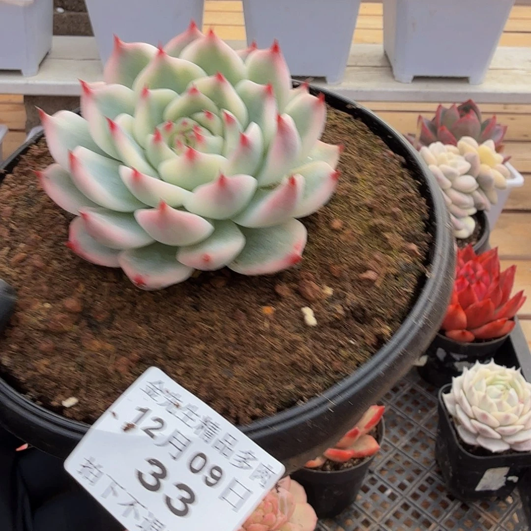 1209-33吉娃娃锦单头