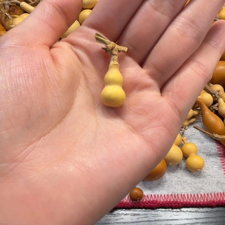 沈*什么的一把小草丽金葫芦