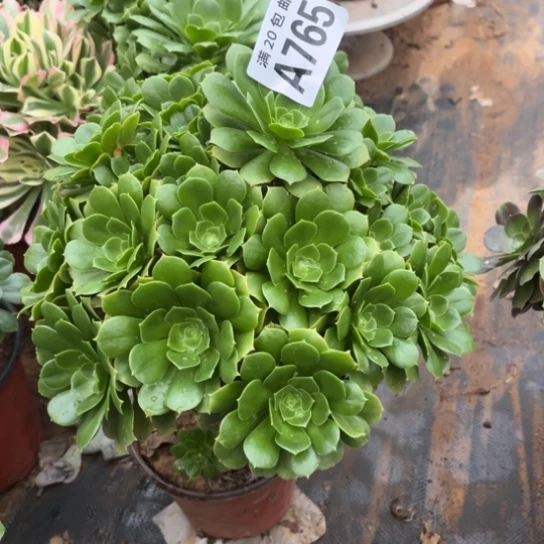 765绿羊绒不包断枝