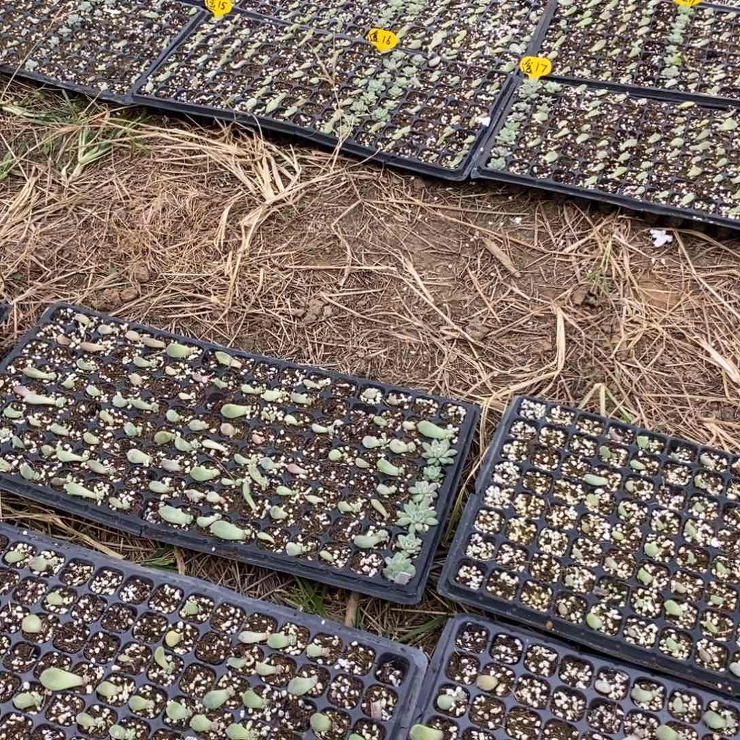 20片遥遥叶子不重复