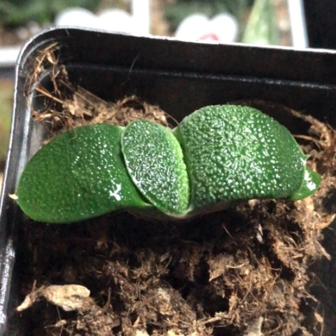 蜗牛哈哈哈哈哈哈哈