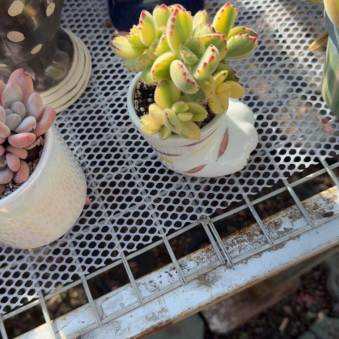 草***甜猫爪花盆多肉植物