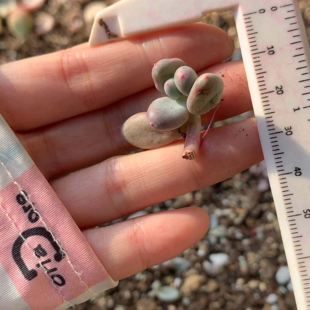 韩国彩虹奶酪韩国彩虹