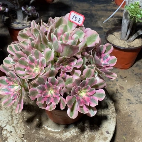 粉女巫捧花一物一拍