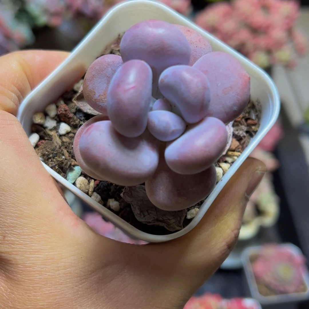 508芭比奶4厘米多肉