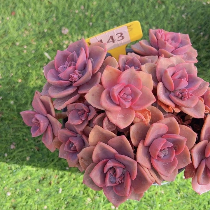 健健康康平平安安