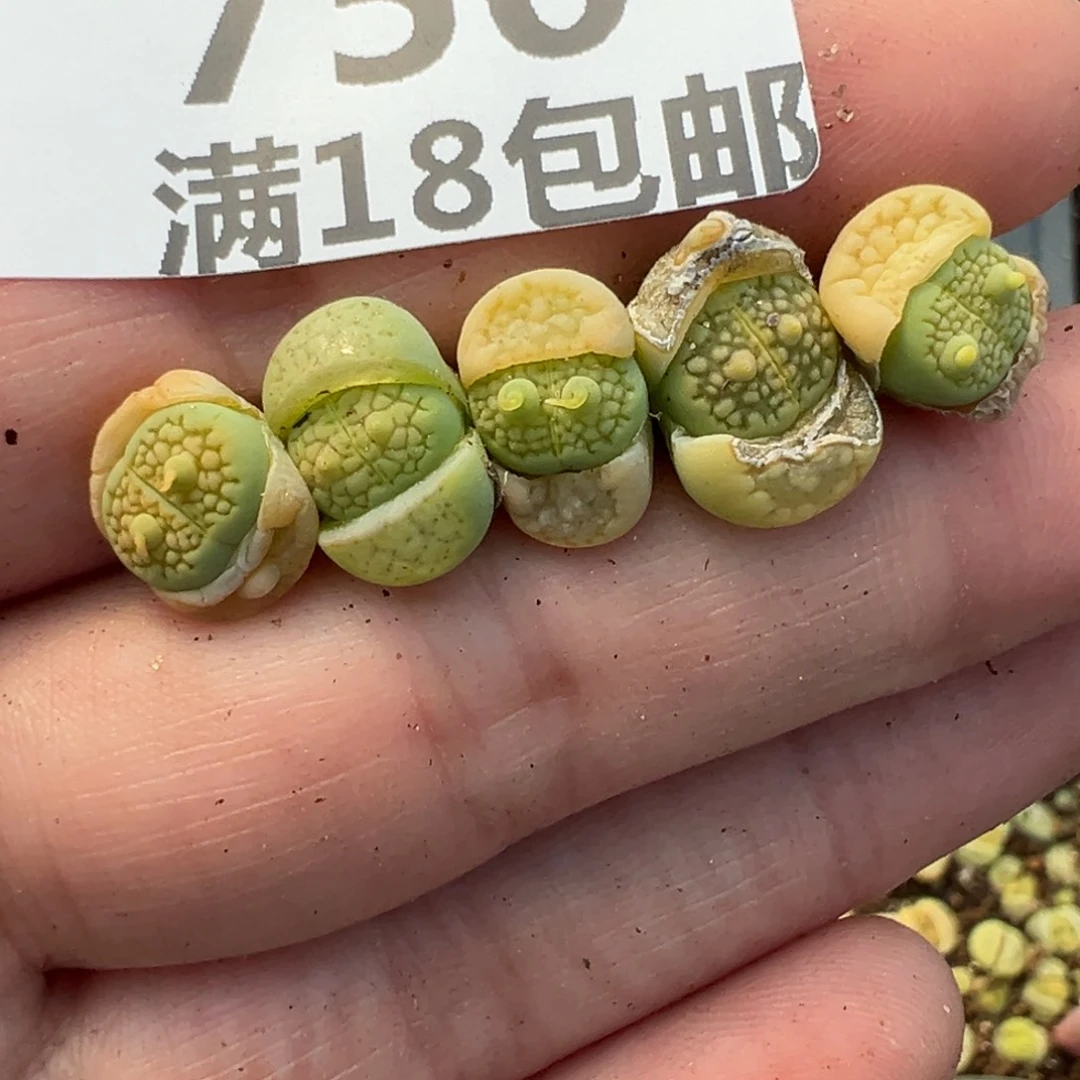 【闪购商品】750……