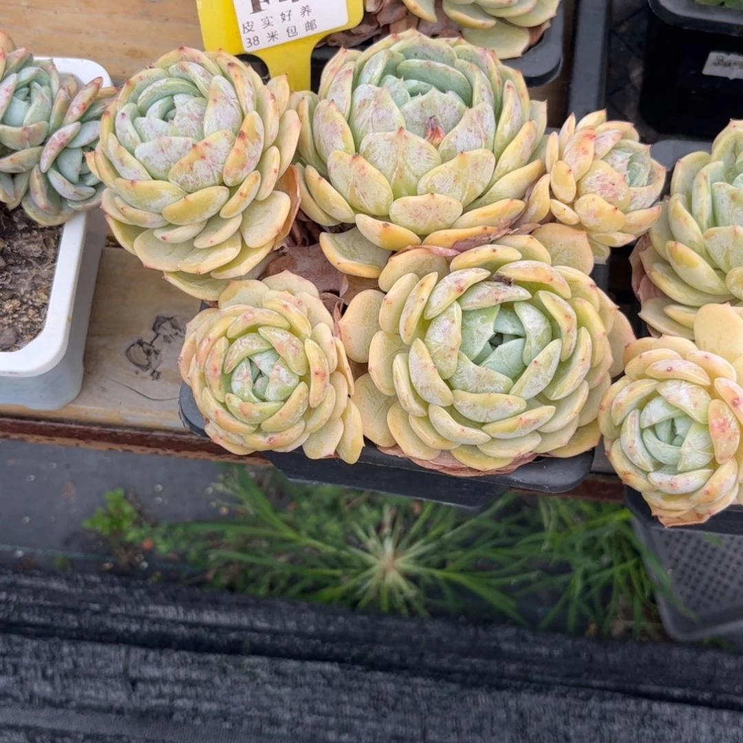 喵*酱多肉植物1111111111