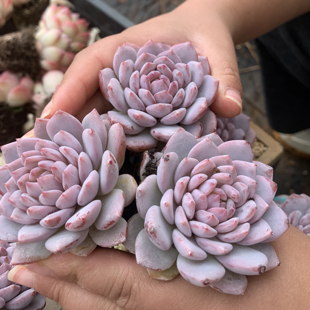 三颗玉芙蓉老桩多肉植物