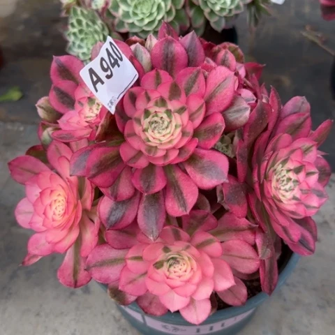 940荔枝20厘米左右