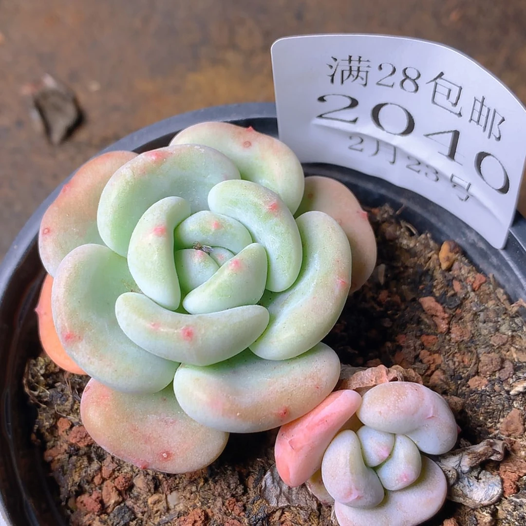 【闪购商品】云2040