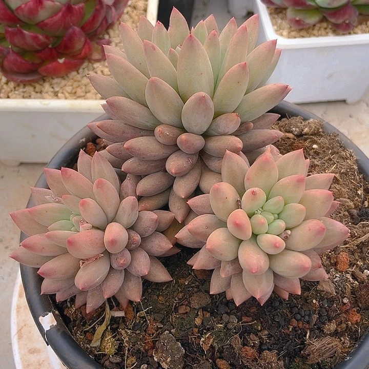 红蜻蜓整装无砍小老桩