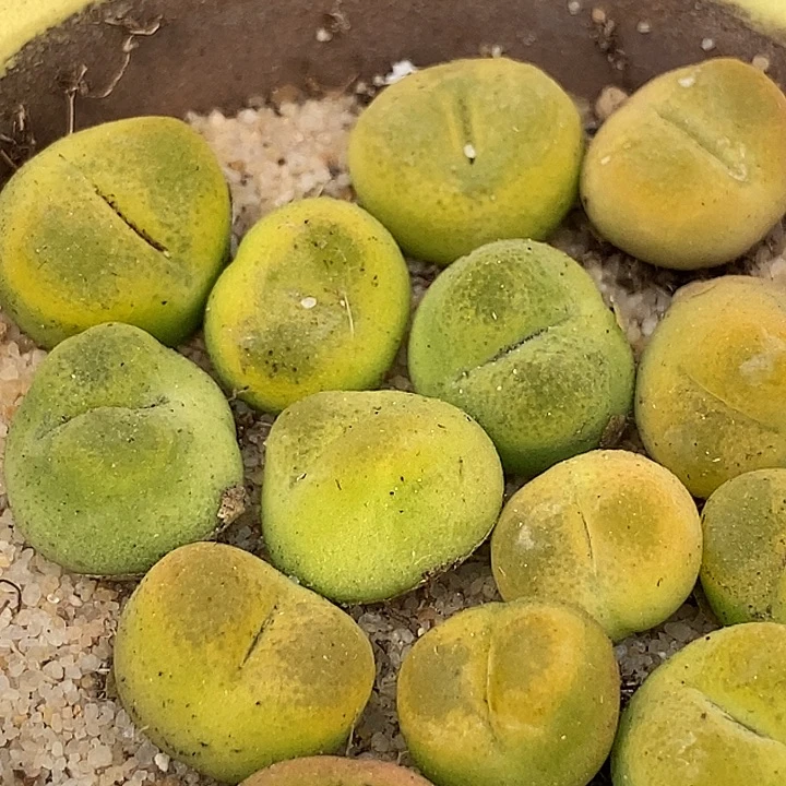 小黄金蟠桃一颗