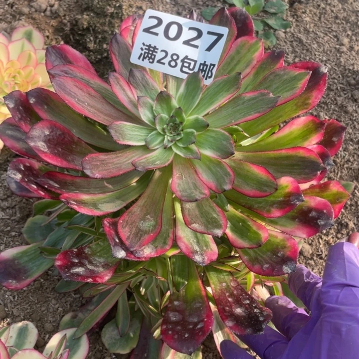 都**客2027烟花多肉植物二号棚M