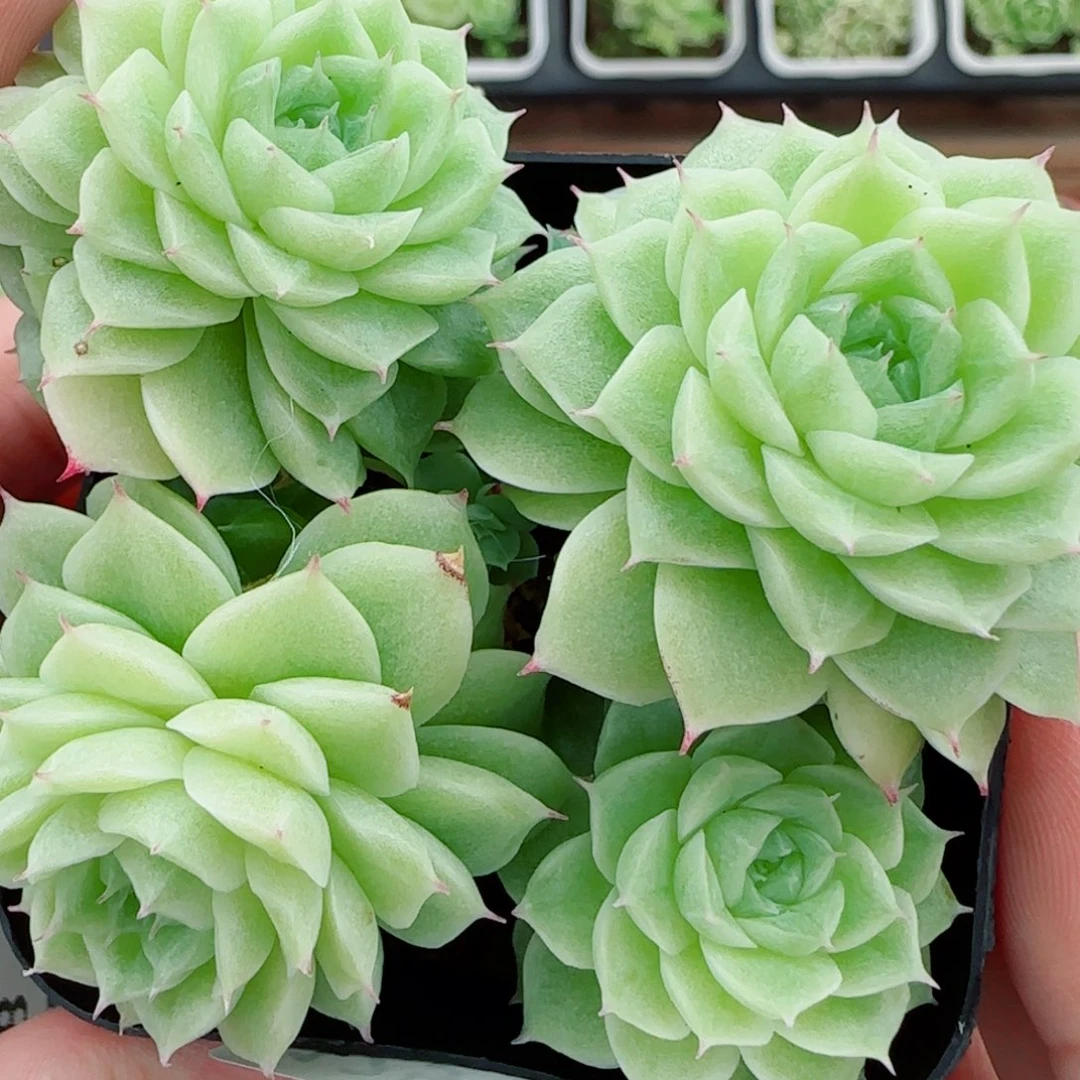 花语逸镜0924-125