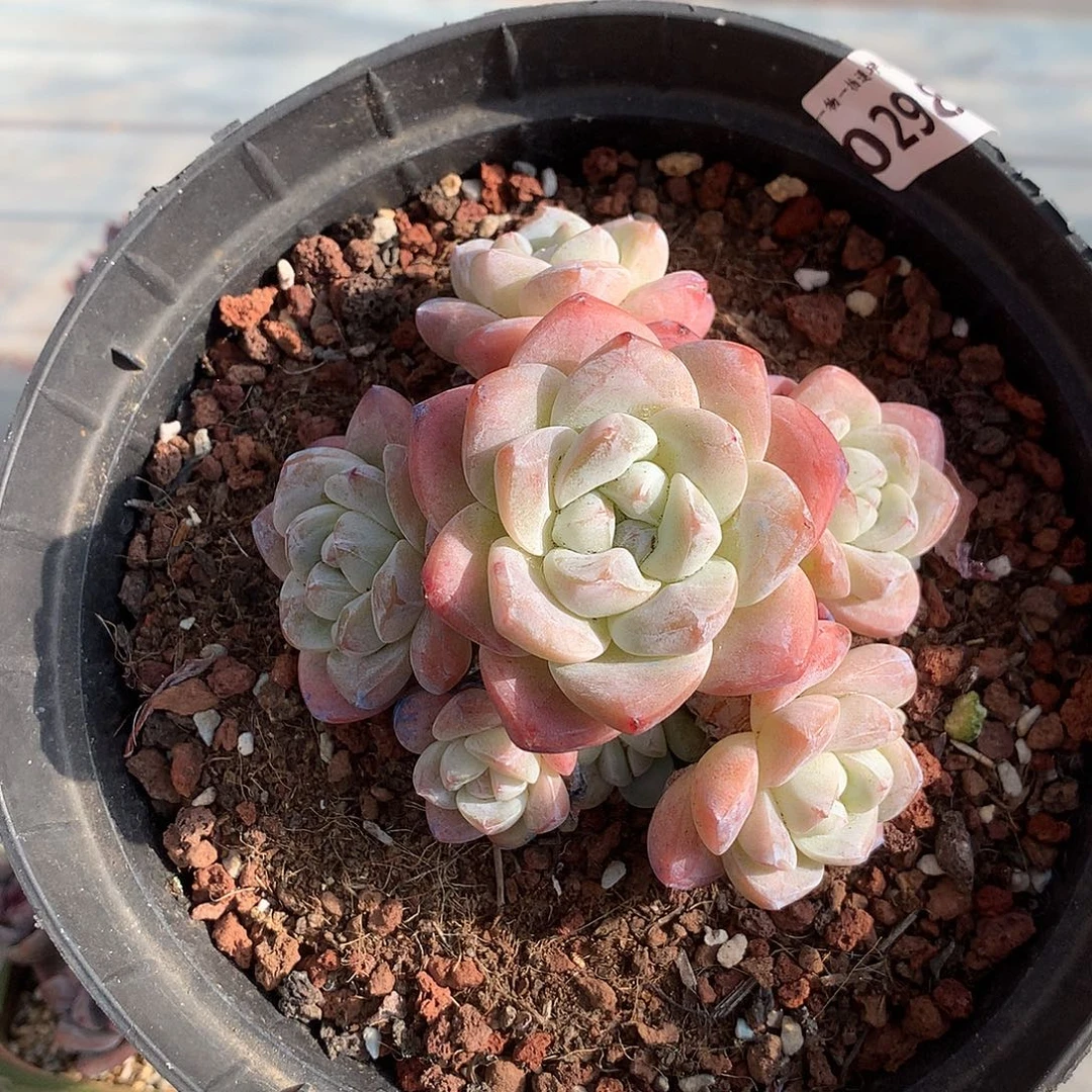 298冰玉手捧多肉10.5厘米