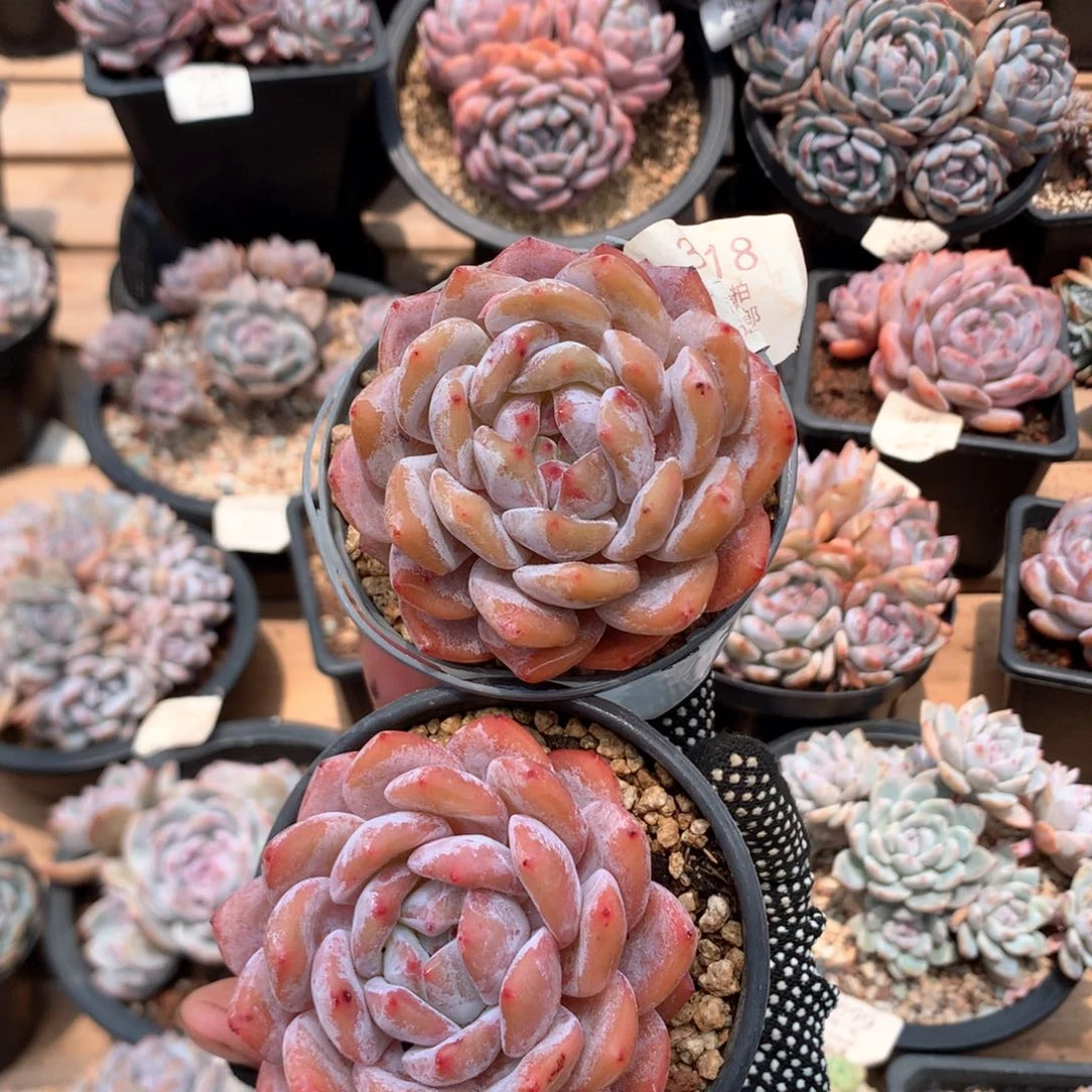 7厘米粉星影两颗3818