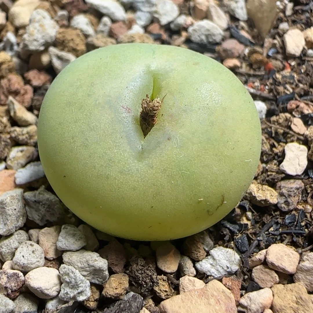 猫**?1.24号多肉拉登杂79号