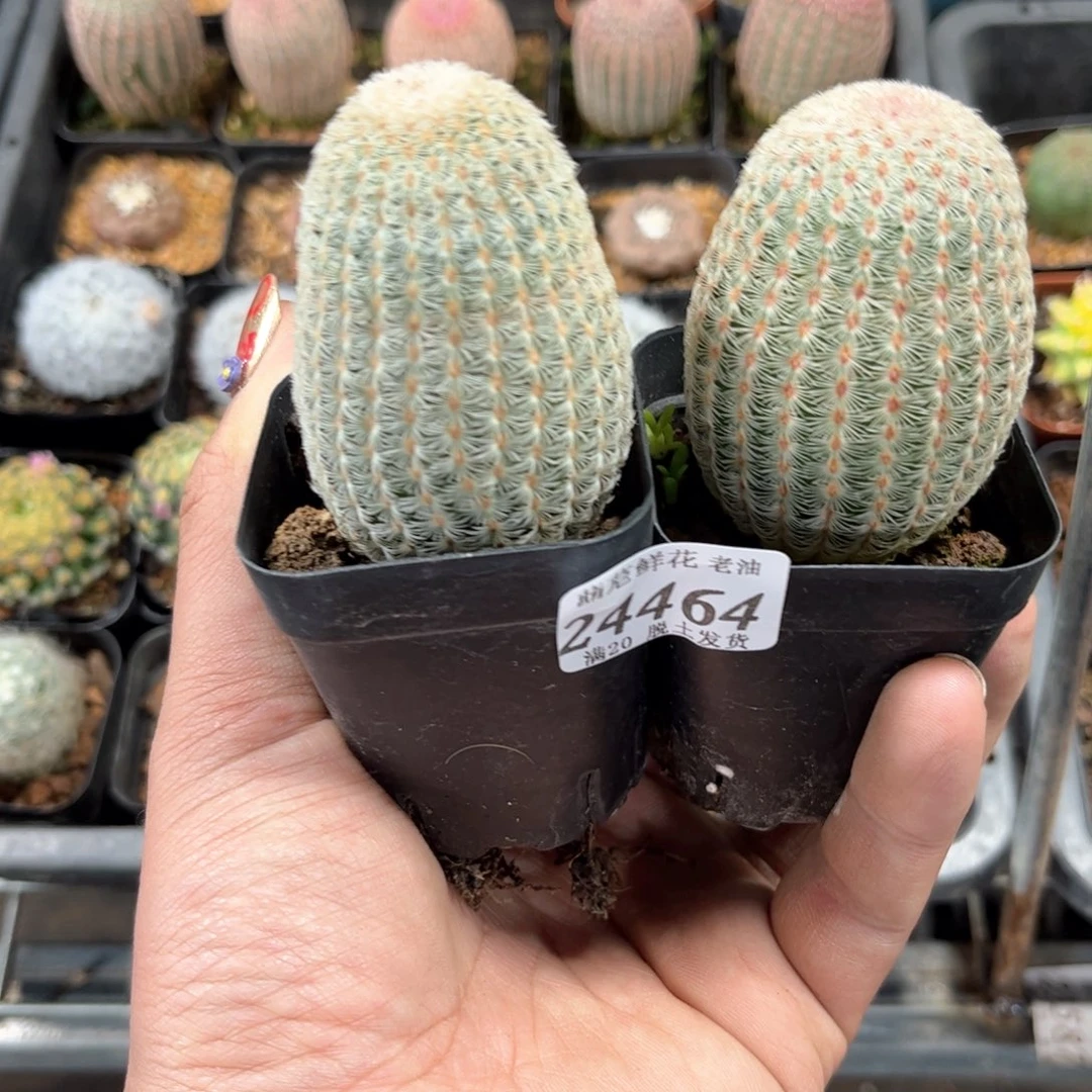 奇***静24464一物一拍单头发货