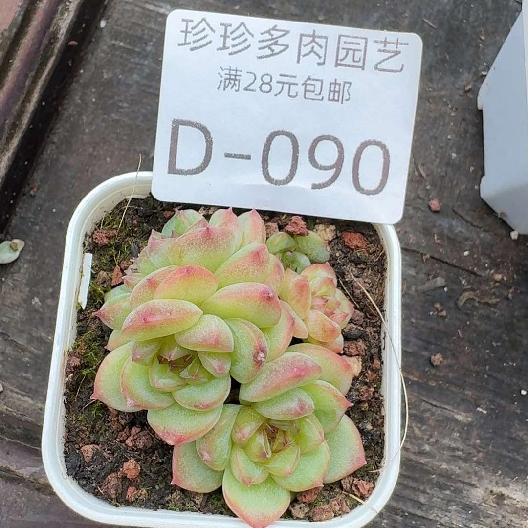 云南精品珍妮福利Je