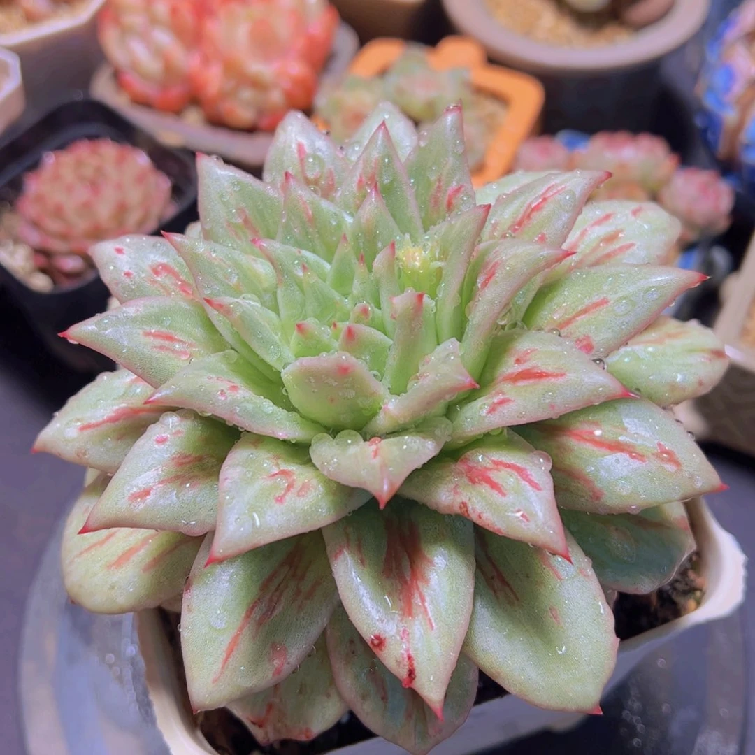 心**飞凸起玛丽亚，多肉植物