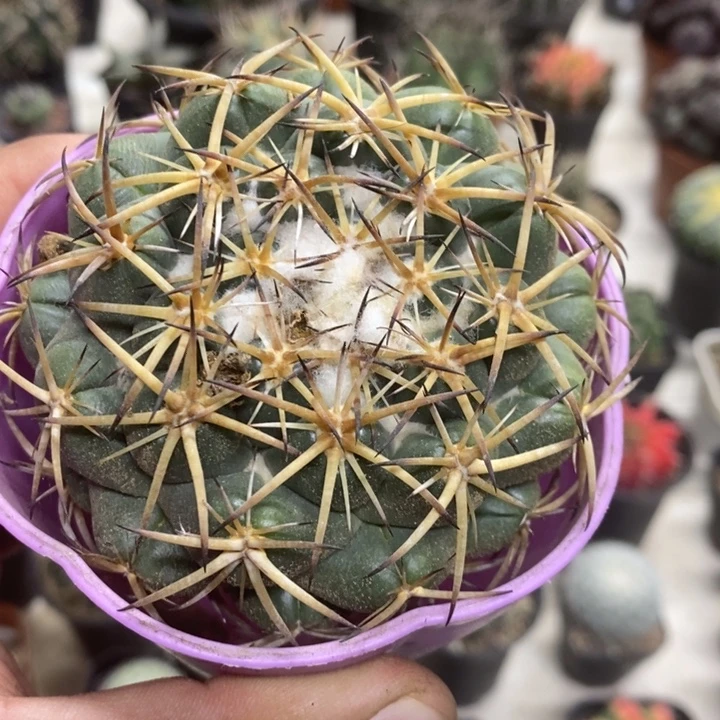 实生中号天丝象牙特价