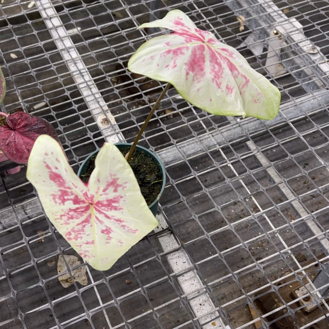 嘟***嘟无花朵         480泰彩不包售后