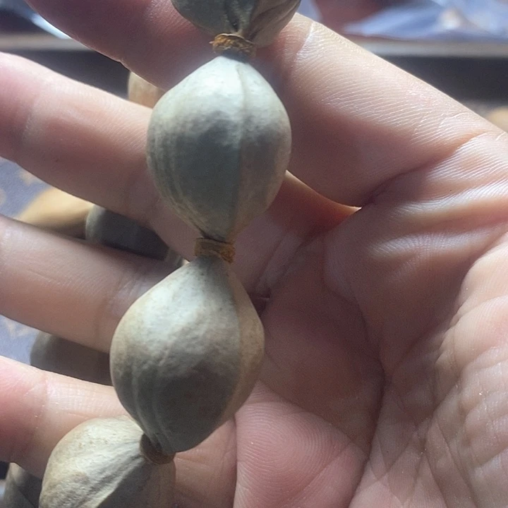 手串/手链橄榄核2.0+橄榄核素串