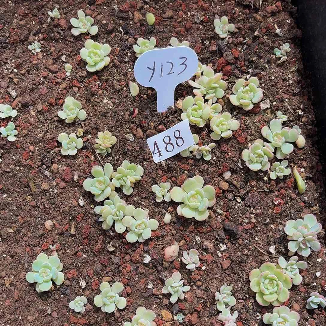 多肉植物多肉植物488