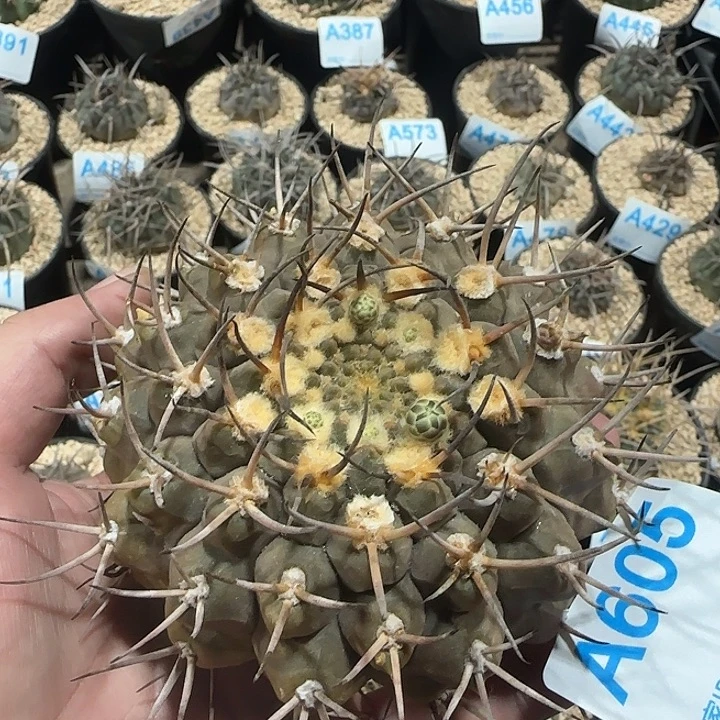 武勋 自根仙人球605