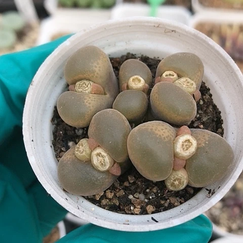 多肉肉锥 香蕉风铃