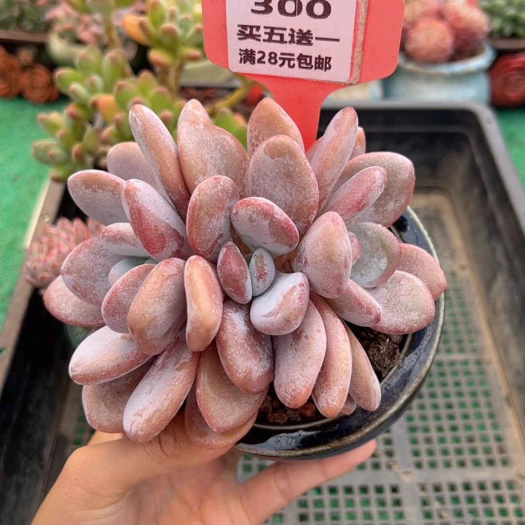 表妹精品多肉植物300.