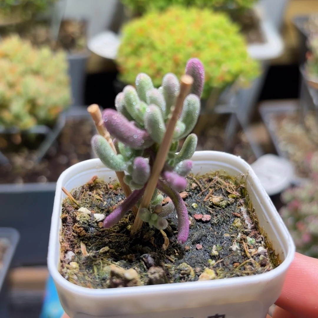 紫闪光枝干番杏242