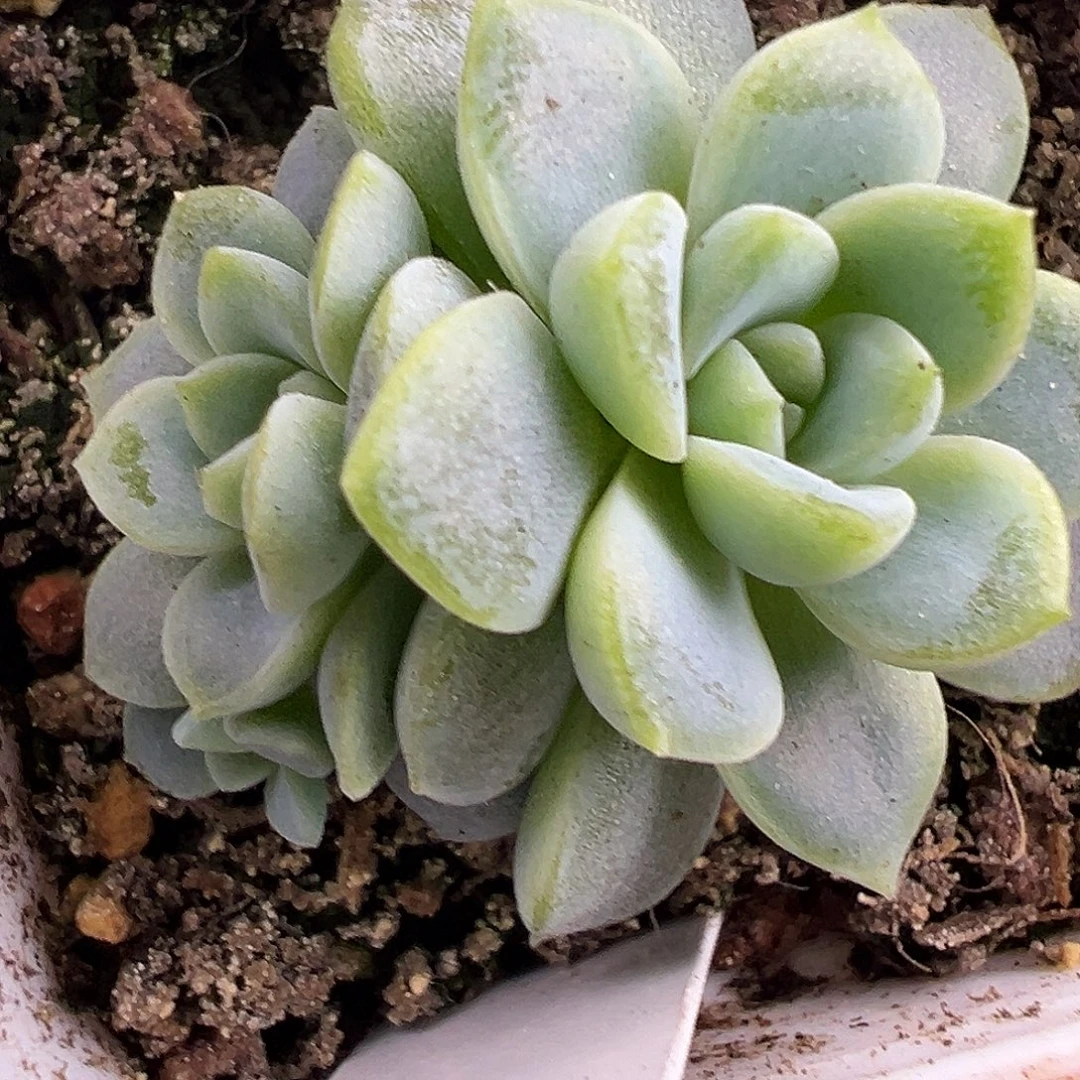 157甜心。